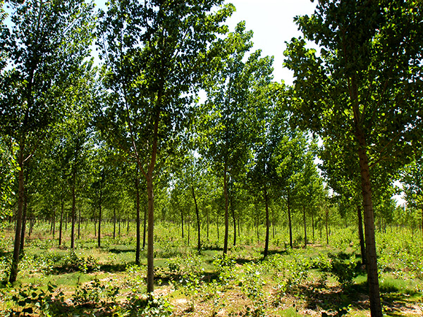 ������tyc1286̫���ɼ���԰�ֹ������޹�˾